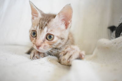 Close-up portrait of kitten