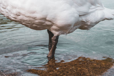 Close-up of a bird drinking water