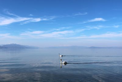 View of swans on lake against sky