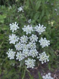 Close-up of flowers blooming outdoors