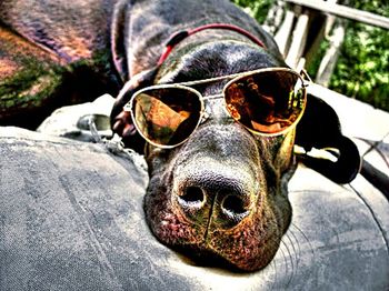 Close-up portrait of a dog