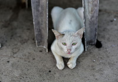 Portrait of cat on floor