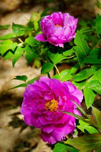 Close-up of pink flowers
