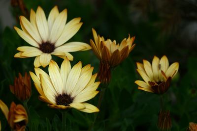 Close-up of yellow flowering plants