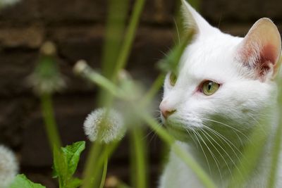 Close-up of cat