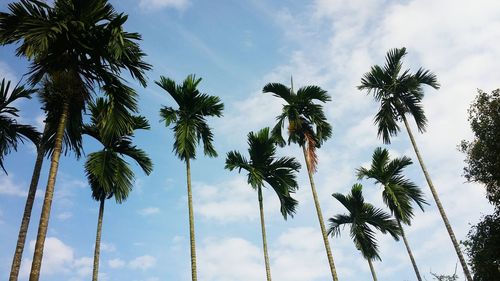 Low angle view of palm trees against sky