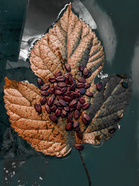 High angle view of dried leaves in water