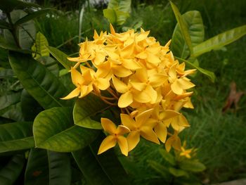 Close-up of yellow flowers blooming outdoors
