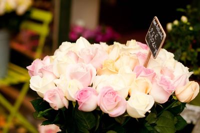 Close-up of pink roses