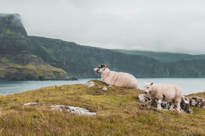 View of sheep on mountain against sky