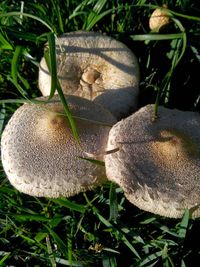 Close-up of mushrooms growing on field