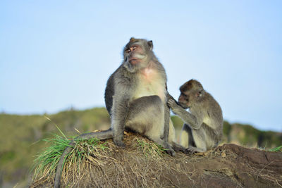 Monkey sitting on rock against sky