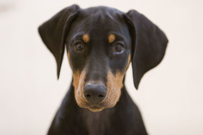 Close-up portrait of a dog