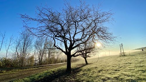 Bare tree on field against clear blue sky