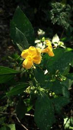 Close-up of yellow flower