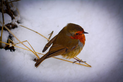 Close-up of bird perching on snow