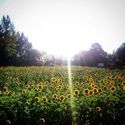 Sun shining over field