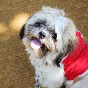 Close-up of dog sticking out tongue