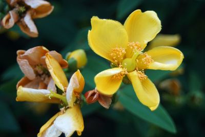 Close-up of yellow flowering plant