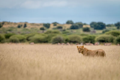 Lioness on field against sky