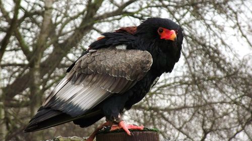 Low angle view of bird perching on tree