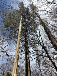 Low angle view of trees against sky