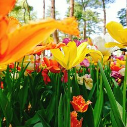 Close-up of yellow daffodil blooming outdoors