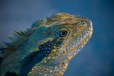 Close-up of a lizard