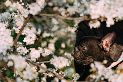 Close-up of a french bulldog dog on a cherry blossom in spring