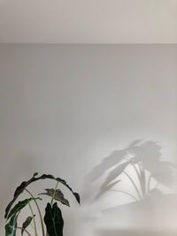 Close-up of white flowering plant against wall