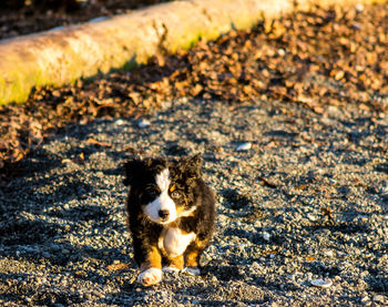 Dog lying on land