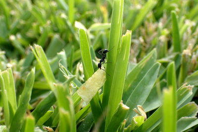 Close-up of insect on plant