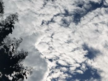 Low angle view of trees against sky