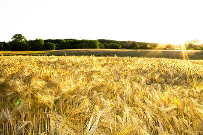 Scenic view of wheat field against clear sky