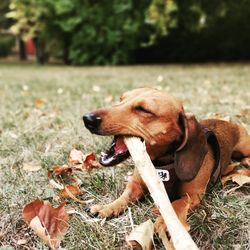 Close-up of dog on field