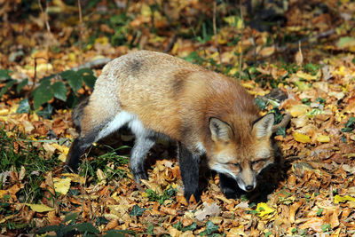 Fox on field