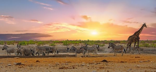 Scenic view of african plains and wildlife  against sky during sunset