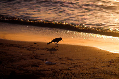 Lone bird at sunset on the beach