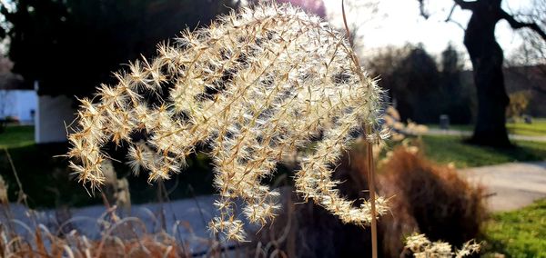 Close-up of flowering plant