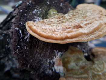 Close-up of bread