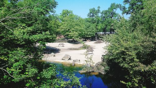 Scenic view of river in forest against sky