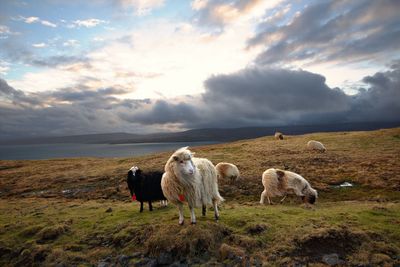 Sheep in a field