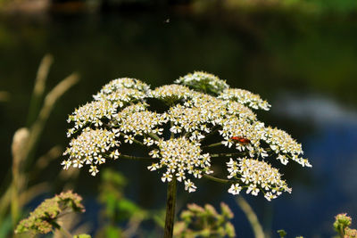 Close-up of white flowering plant