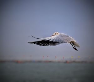 Seagull flying over the sea