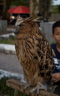 Close-up of owl perching outdoors