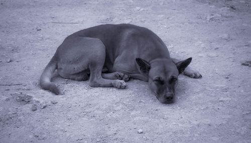 High angle view of dogs sleeping on land