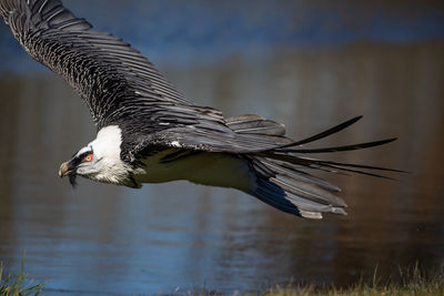 Bird flying over the sea