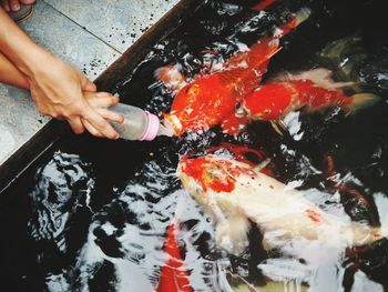 High angle view of person swimming in pond