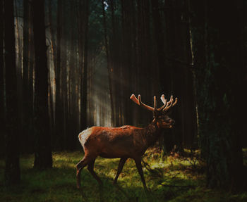 Deer standing in forest