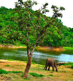 Scenic view of landscape with trees in background